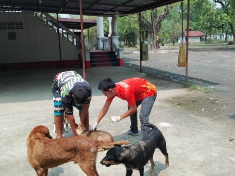 ฉีดวัคซีนป้องกันโรคพิษสุนัขบ้า