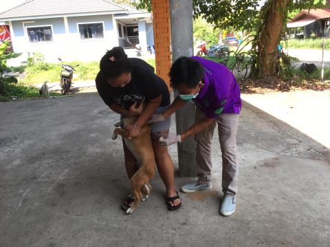 ฉีดวัคซีนป้องกันโรคพิษสุนัขบ้า