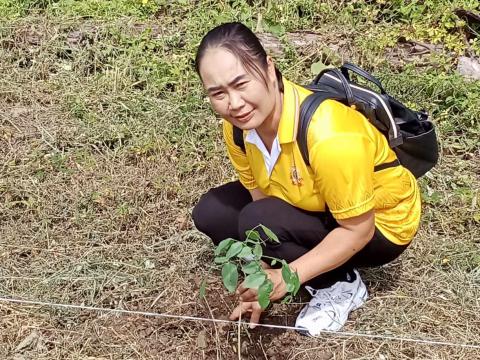โครงการปลูกป่าเฉลิมพระเกียรติ