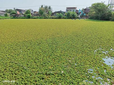 โครงการ กำจัดวัชพืชในเขตเทศบาลตำบลถาวร ประจำปีงบประมาณ 2568