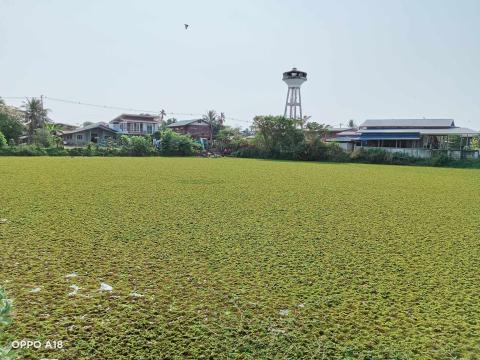 โครงการ กำจัดวัชพืชในเขตเทศบาลตำบลถาวร ประจำปีงบประมาณ 2568