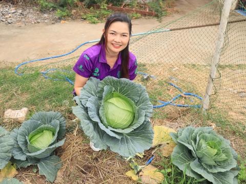 โครงการผักปลอดสารพิษเทศบาลตำบลถาวร