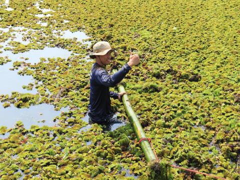 การกำจัดวัชพืชในเขตเทศบาลตำบลถาวร ประจำปีงบประมาณ 2568