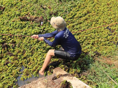 การกำจัดวัชพืชในเขตเทศบาลตำบลถาวร ประจำปีงบประมาณ 2568
