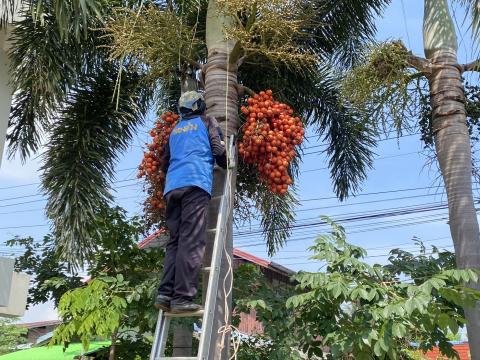จัดเตรียมสถานที่จัดงานประเพณีบุญบั้งไป ประจำปี 2568