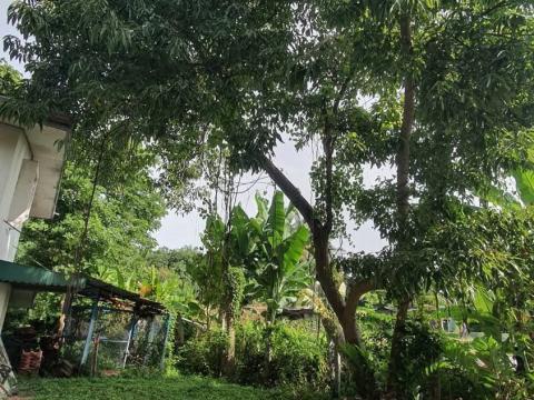 ปรับปรุงภูมิทัศน์รอบๆบริเวณโรงพยาบาลส่งเสริมสุขภาพตำบลถาวร