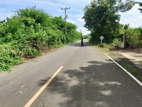 ตัดแต่งกิ่งไม้ริมถนนทางออกเส้นถาวร-เจริญสุข