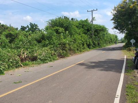ตัดแต่งกิ่งไม้ริมถนนทางออกเส้นถาวร-เจริญสุข