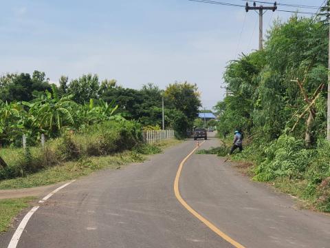 ตัดแต่งกิ่งไม้ริมถนนทางออกเส้นถาวร-เจริญสุข
