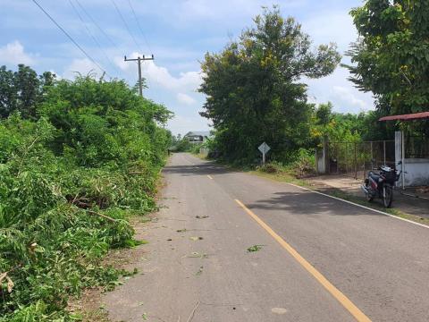 ตัดแต่งกิ่งไม้ริมถนนทางออกเส้นถาวร-เจริญสุข