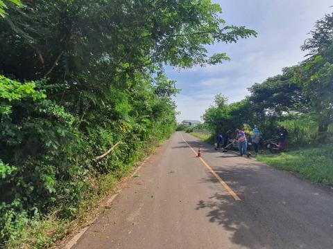 ตัดแต่งกิ่งไม้ริมถนนทางออกเส้นถาวร-เจริญสุข