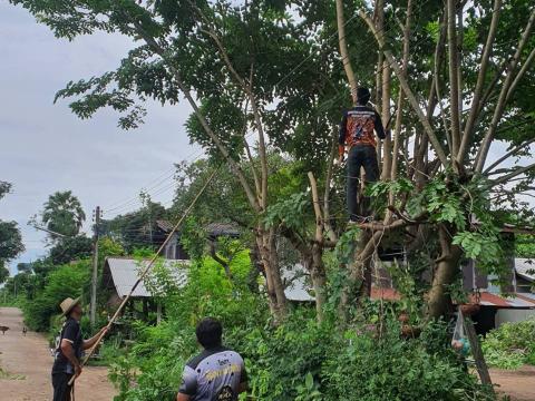ตัดแต่งกิ่งไม้เพื่อทัศนะวิสัยในการสัญจร