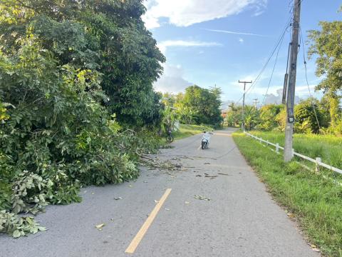 ตัดต้นไม้ล้มกีดขวางการจราจร