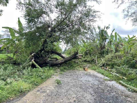 ตัดต้นไม้ล้มทับกีดขวางทางจราจร