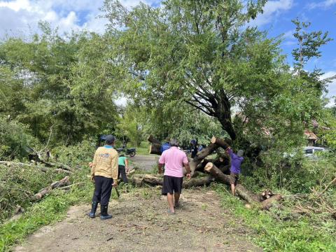 ตัดต้นไม้ล้มทับกีดขวางทางจราจร