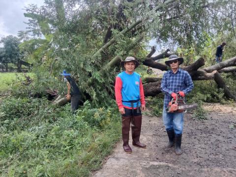 ตัดต้นไม้ล้มทับกีดขวางทางจราจร