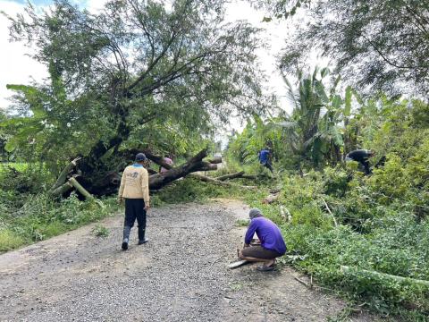 ตัดต้นไม้ล้มทับกีดขวางทางจราจร