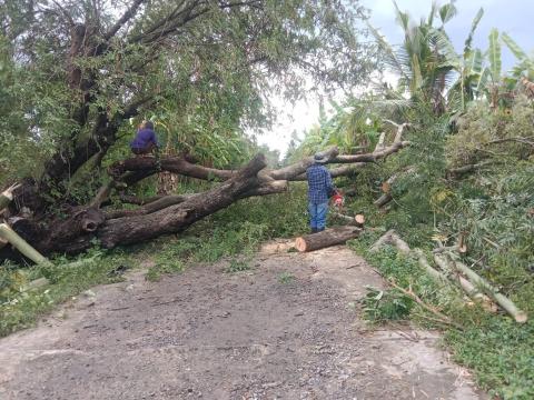 ตัดต้นไม้ล้มทับกีดขวางทางจราจร