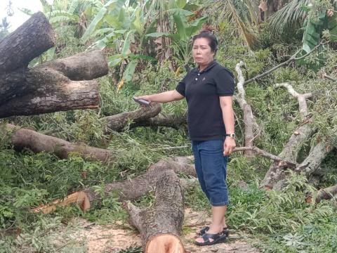 ตัดต้นไม้ล้มทับกีดขวางทางจราจร