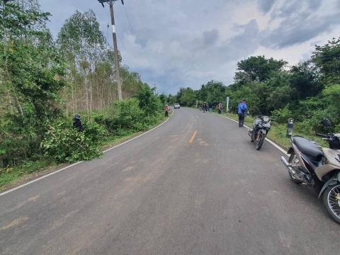 ตัดแต่งต้นไม้ริมถนน เพื่อปรับทัศนวิสัยในการขับขี่