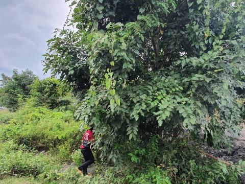 ตัดแต่งต้นไม้ริมถนน เพื่อปรับทัศนวิสัยในการขับขี่