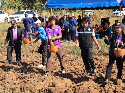 โครงการไถกลบตอซังข้าว