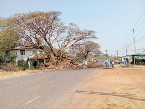 ตัดกิ่งไม้