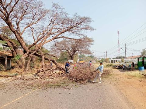 ตัดกิ่งไม้