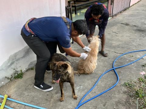 ฉีดวัคซีนป้องกันโรคพิษสุนัขบ้า สุนัขและแมว ปี 2569