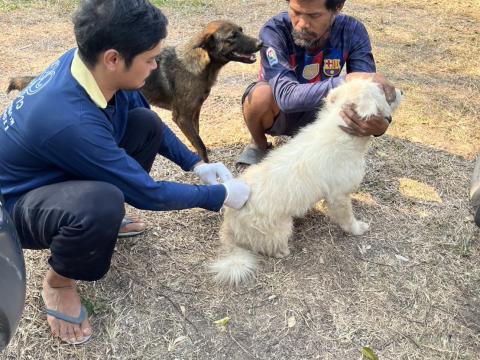 ฉีดวัคซีนป้องกันโรคพิษสุนัขบ้า สุนัขและแมว ปี 2569