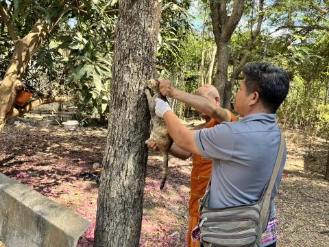 ฉีดวัคซีนป้องกันโรคพิษสุนัขบ้า สุนัขและแมว ปี 2569