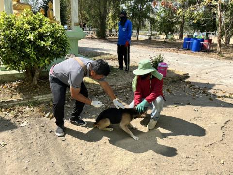 ฉีดวัคซีนป้องกันโรคพิษสุนัขบ้า สุนัขและแมว ปี 2569