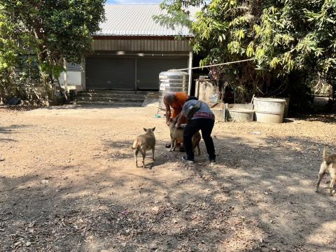 ฉีดวัคซีนป้องกันโรคพิษสุนัขบ้า สุนัขและแมว ปี 2569