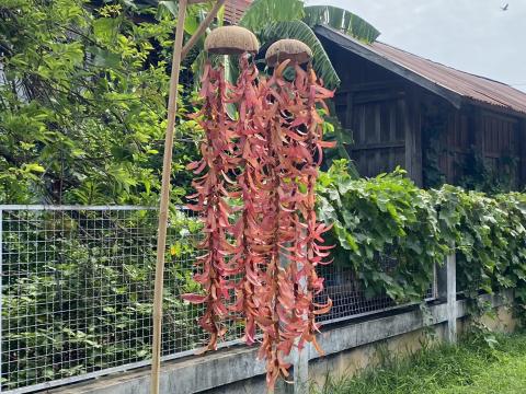 จัดเตรียมตกแต่งสถานที่ บริเวณเส้นทางที่ใช้แห่ขบวนบั้งไฟ